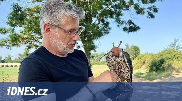 İstenmeyen güvercinlerde eğitilmiş yırtıcılar