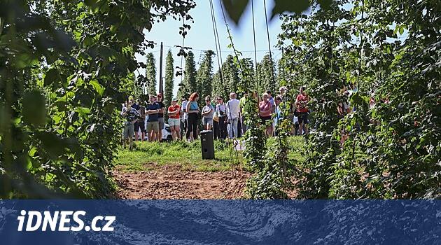 Şerbetçiotu tropikleri sinirlendirir, bitkilerin kalitesini imzalayabilirler