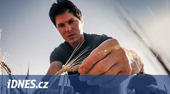 Genetik olarak değiştirilmiş arpa testleri: Olomouc bilim adamları AB'de ilk