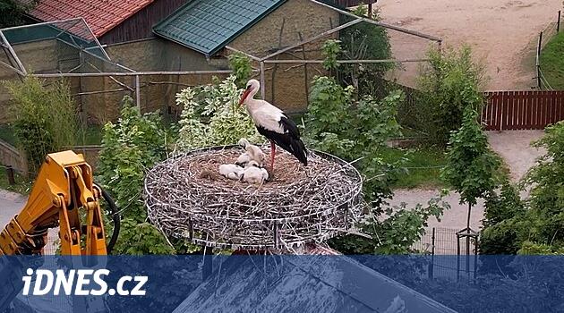 Vyškov'da Leylekler: Nest on yıl boyunca kiracıları bekledi