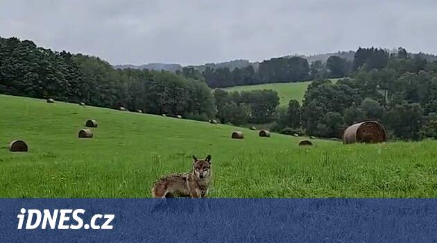 Klatovy bölgesinde yakaladıkları Srni Vlčice öldü