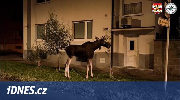 Los Emil Hodonin gecesinden geçti, onun için trafiği durdurdu