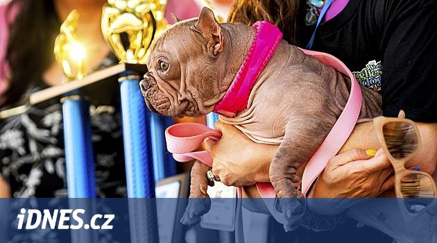 Fenka Petunia je nejošklivějším psem světa. Majitelka vyhrála přes 100 tisíc