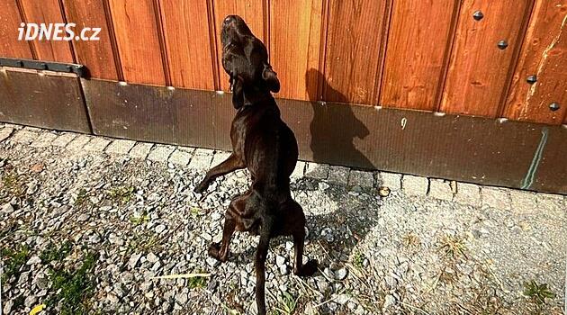 Köpekler iliklerine kadar zayıfladı, Pilsenli karı-koca istismardan yargılanıyor