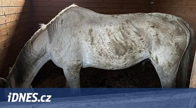 Břeclav bölgesinde yaşayan atlar: Saman veya su yok, devrilme