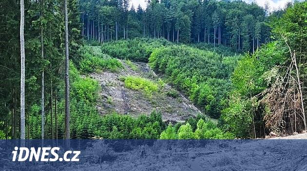 En pahalı D35 bölümü nedeniyle altı hektar orman düştü