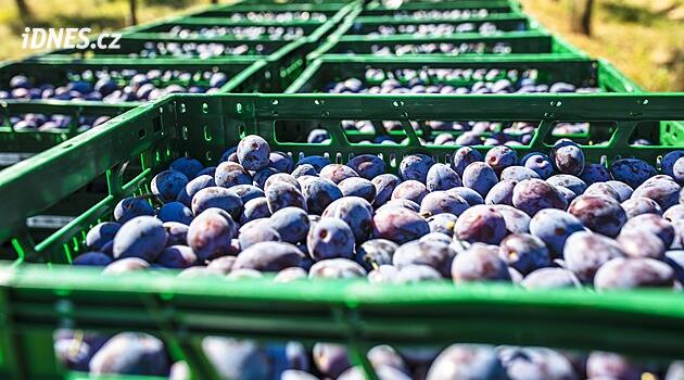 V takovém horku začneme pěstovat olivy, říkají sadaři. Sčítají škody způsobené extrémně vysokými teplotami spolu se suchem