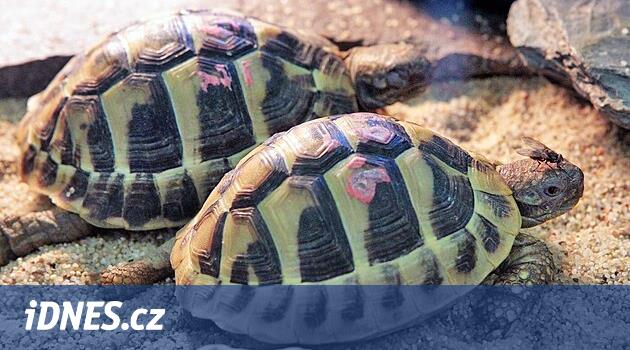 Zazimování želvy není věda. Stačí dodržet pár základních pravidel