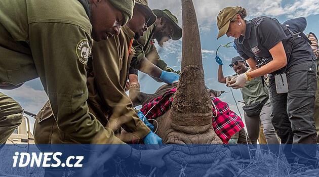 Bilim adamları zaten neredeyse soyu tükenmiş gergedanların üç embriyosunu kullandılar