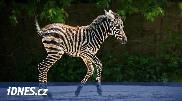Zebra Dövüyor Dvur Kralove doğrudan insanların önündeki muhafazada doğdu