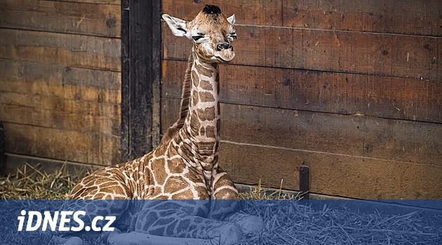 Mahkeme hayvanat bahçesi, zürafaların sevimli piliçini gösterdi ve iki kadın geldi