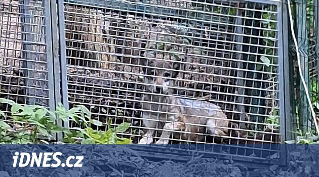 Srní'deki padokun etrafında birkaç gün boyunca koşan Wolf, yakalandı