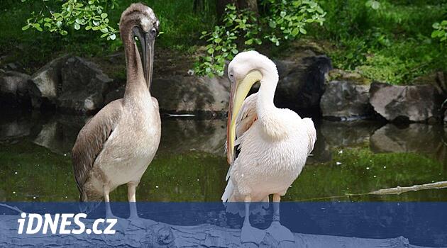 Smutné zprávy z Plzně. Zoo odvolala pátrání po pelikánovi, nedopadlo to dobře