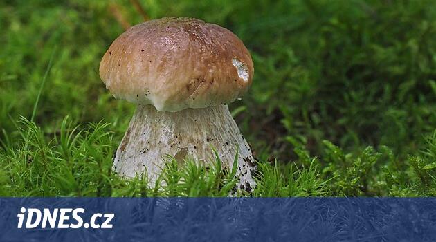 Časté deště kazí léto, mapa hub ale zezelenala. Kde je šance na plný košík
