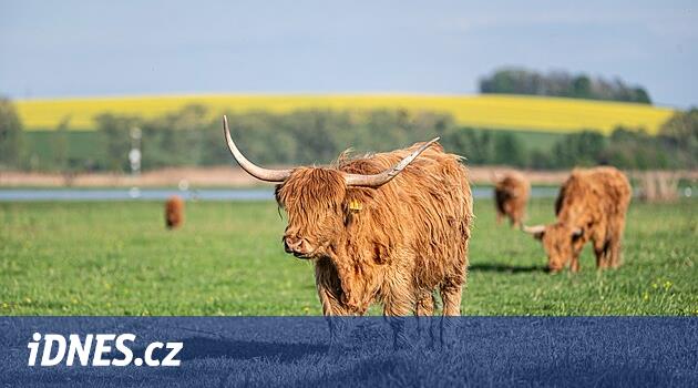 Keçi çayırları doğal bir hayvanat bahçesi haline geldi. Sulak alan yerleşmiş böcekler, kuşlar ve memeliler