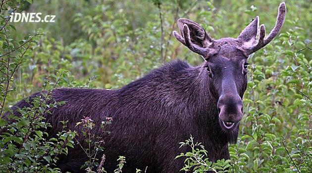 Avusturya'da geyik Emil hakkında bir çocuk kitabı yayımlandı