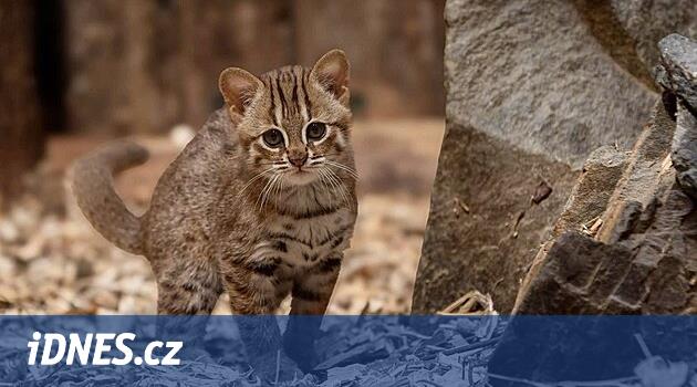 Nadir bir Seylan kedisi Ostrava Hayvanat Bahçesi'ne bir bebek getirdi