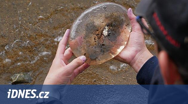 Çörekler büyük Dářka ile sular altında kaldı. Su kalitesini onaylıyorlar