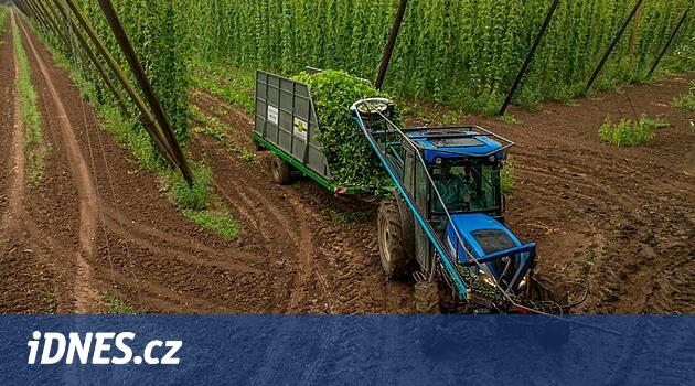 Yeşil altın sonbaharda hasat edilir. Louny'den ailenin şerbetçiotu da yurtdışına seyahat ediyor