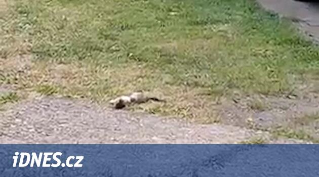 Polis, Karlovy Fared bölgesinde sorunlu kedi yetiştiriciliğini kurtarın