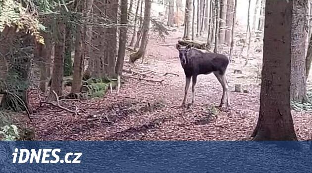 Losa Emila už není možné sledovat pomocí GPS, baterie se vybila