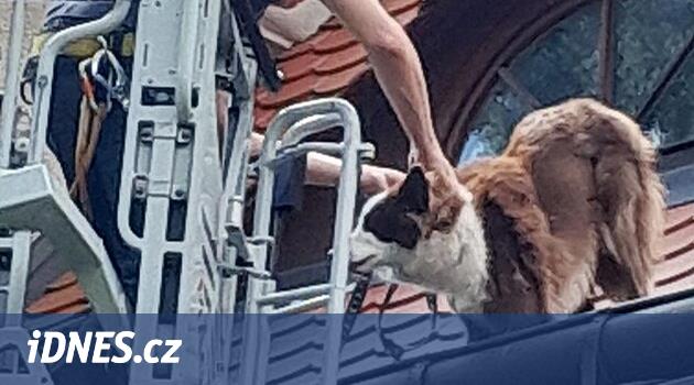 İtfaiyeciler köpeği Liberec'teki evin çatısından kurtardı, sahibi de yardımcı oldu