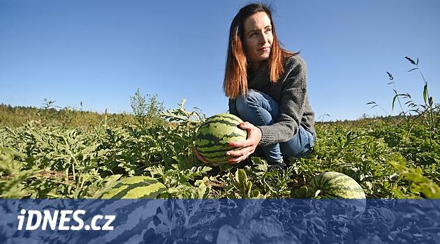 Yaylalardan aile çiftliği büyüyor ve kavun satıyor