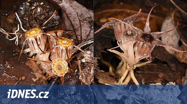 Olomouc bilim adamları Borneo'da iki denizyıldızı daha keşfetti