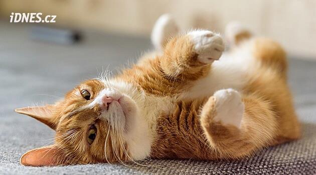 Miluje vás vaše kočka, nebo jste jí fuk? Vědecký pokus dopadl jednoznačně