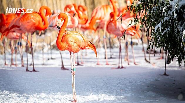 Ostrava hayvanat bahçesinde en yaşlı flamingo öldü, elli yıl önceydi