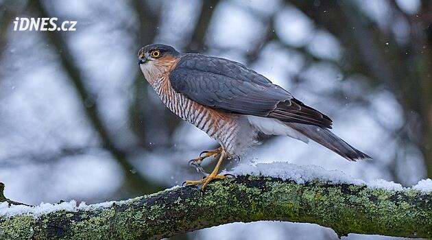 Ocak ayında yıllık kuş sayımı başlıyor