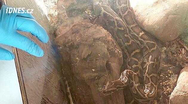 Karlovy Vary'de bir yılan yetiştiricisi kendi pitonu tarafından boğuldu