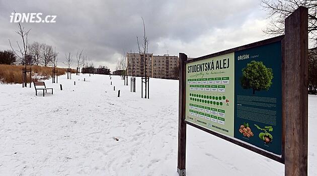 Sokolov'daki öğrenci sokağı bölgenin en güzel sokağıdır