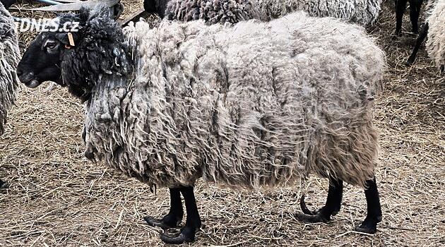 Křelov'da korkunç çiftçilik: düzinelerce ölü ve aç koyun