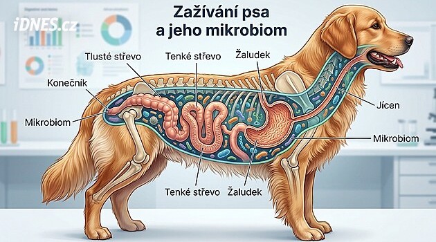 Jak správně krmit psa? Výzkum mikrobiomu vyvrací zažité představy majitelů