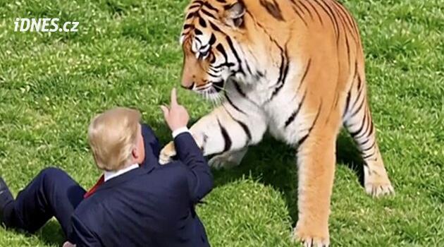 Trump se vysmál muži zabitému tygrem. Pak ukázal, jak by šelmu zkrotil