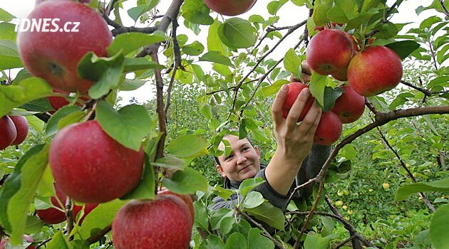 Mrazy, vedra a sucha napáchaly škody nejen na peckovinách, ale i na jablkách a hruškách