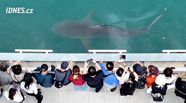 Do jihokorejského Pusanu se sjíždějí turisté kvůli žralokovi, který tam uvázl