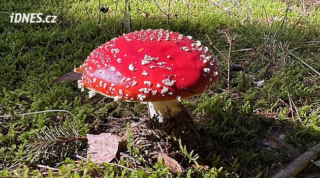 Fotogalerie: 50 nejkrásnějších úlovků hub od čtenářů z posledních dnů
