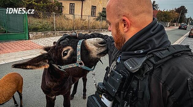 Osel a ovce si vyšli do města, bázlivého Olíka pomohla odchytit sousedka