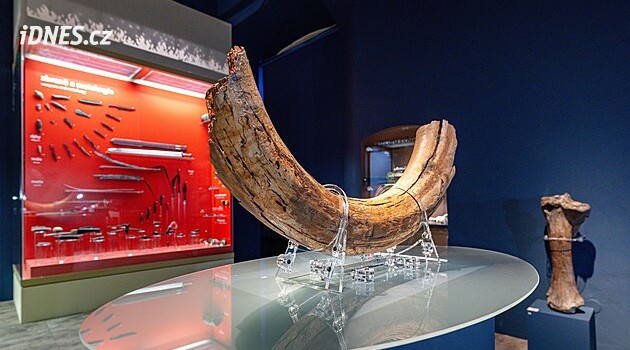 Kozlík žije dál, na mamuta raději nesahat. Pardubické muzeum odhaluje zajímavosti o pravěku