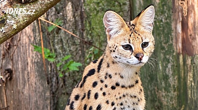 Ze zookoutku na Jihlavsku zmizel serval. Policie řeší, jak se šelma dostala z klece