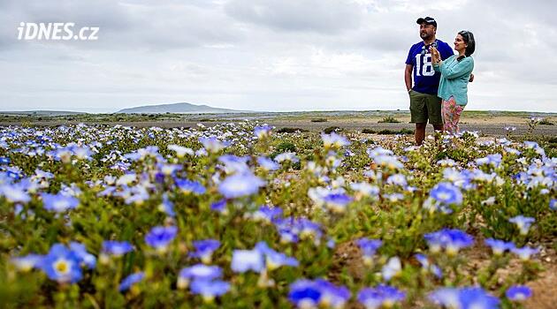 Nejsušší místo světa? Poušť Atacama po vydatných deštích rozkvetla