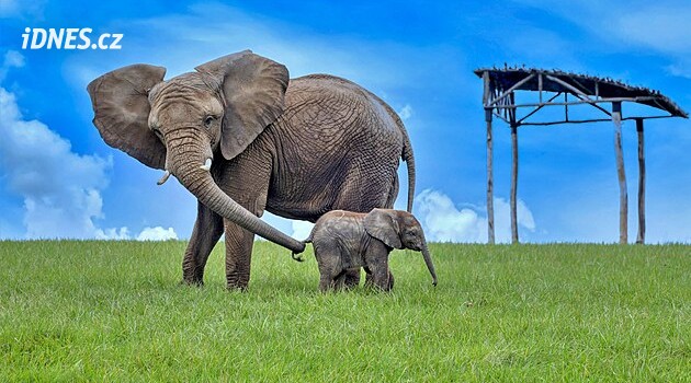 Zoo Zlín přišla o oblíbenou slonici Kali. Po náročné operaci se ji nepodařilo probudit