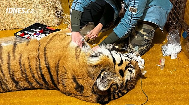 Šelma u zubaře. Tygr v plzeňské zoo podstoupil opravu zlámaných špičáků