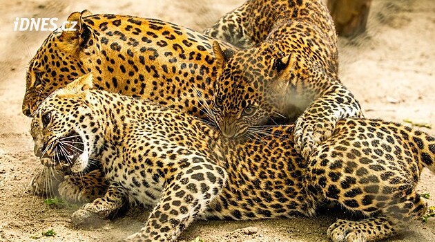 Levhartice se v zoo stará o nová mláďata, chovatelé jen přihlížejí skrz kamery
