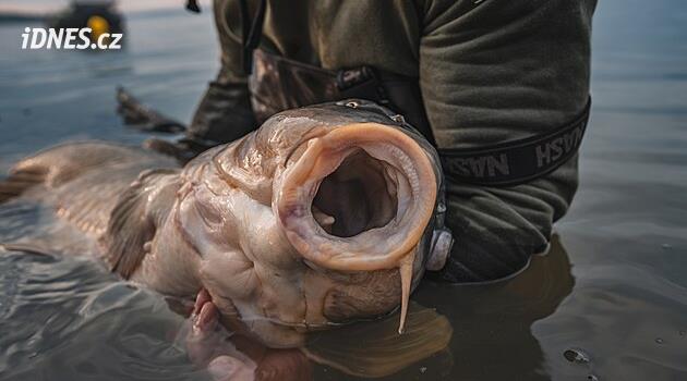 Rybáři soutěží na Novým Mlýnech, kapří obři mají bezmála 30 kilo. Podívejte se na fotky