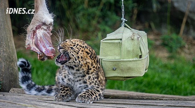 Olomoucká zoo má nové hlasové průvodce, stačí načíst QR kód. Vytvořila je pomocí AI