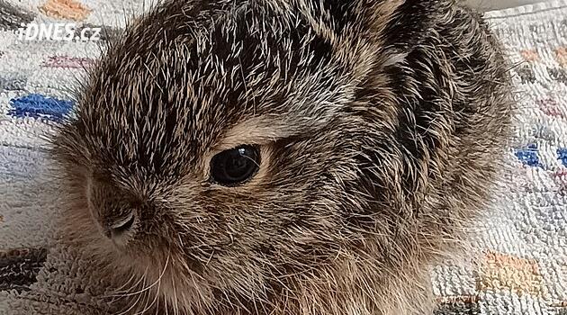 Bartošovice'deki Hayvan Kurtarma İstasyonunun çalışmaları