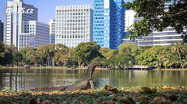 Draci mezi mrakodrapy. Ulicím Bangkoku za deště kralují obří varani